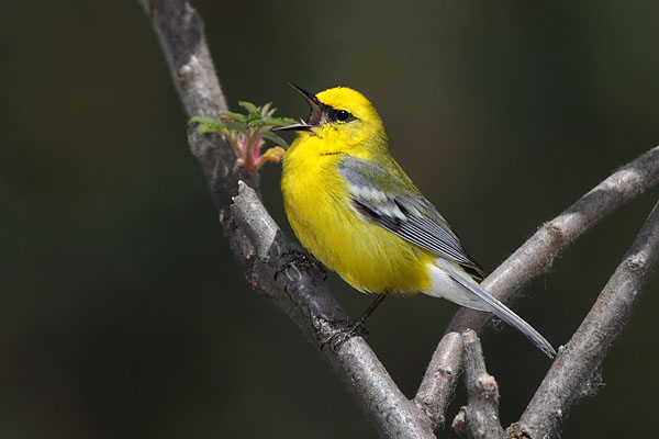 Blue-winged Warbler © Russ Chantler